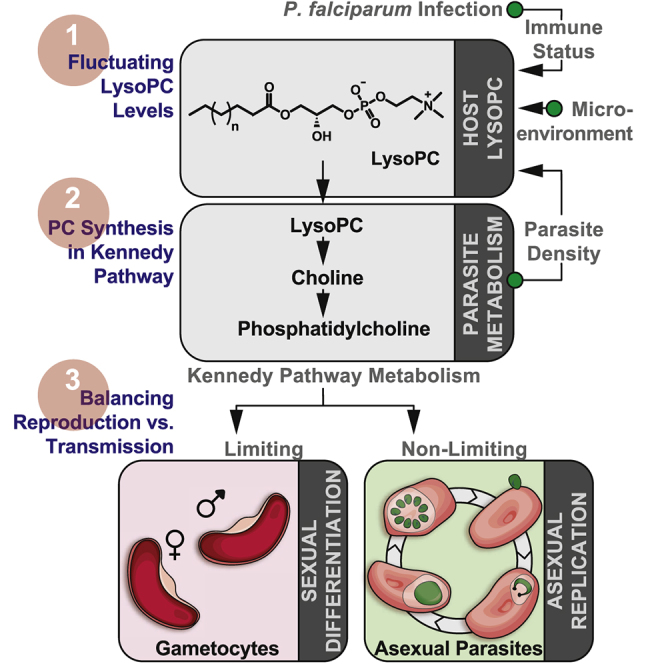 Lysophosphatidylcholine regulates sexual stage differentiation in the human malaria parasite Plasmodium falciparum