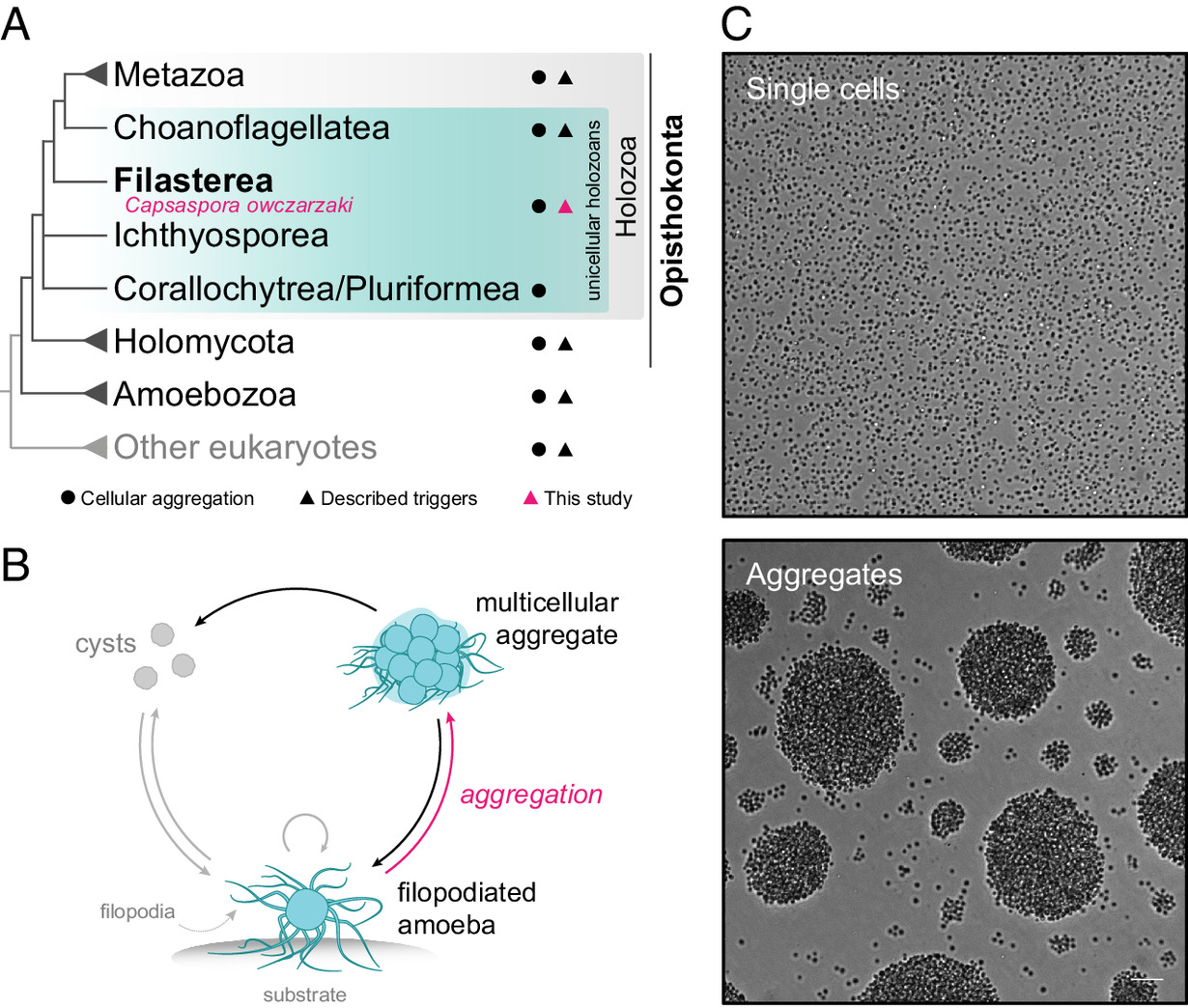 Chemical factors induce aggregative multicellularity in a close unicellular relative of animals
