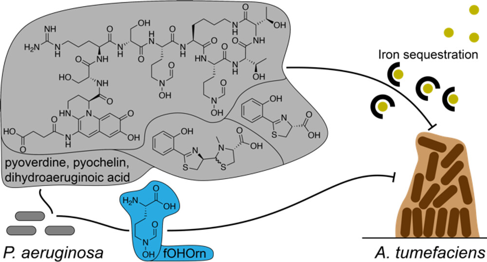 Interbacterial biofilm competition through a suite of secreted metabolites